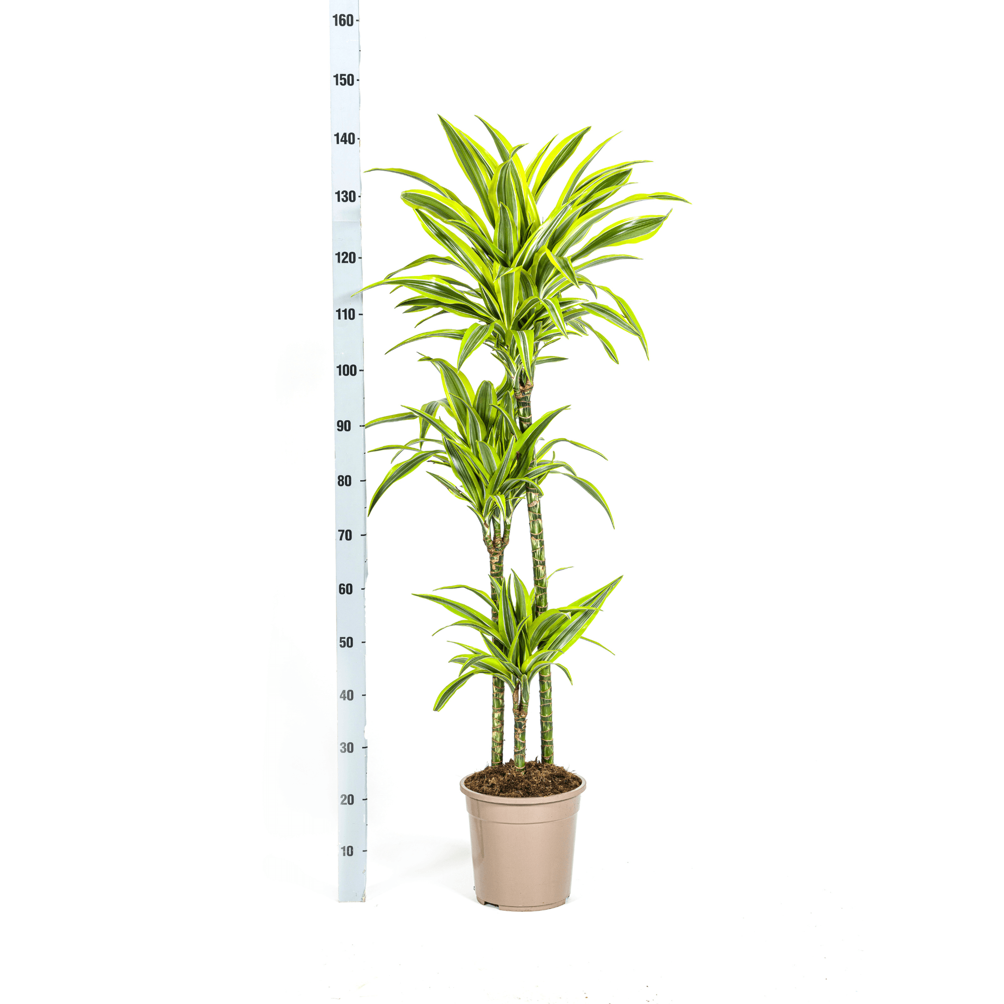 Dracaena Deremensis Lemon Lime inkl. Naturkorb – Höhe 130-150cm – Ø24cm – Zweifarbige Zimmerpflanze mit leuchtend grünen Blättern – Plant