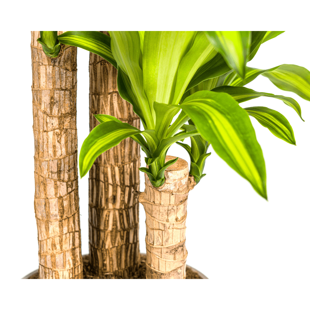 Dracaena Fragrans Massangeana – Drachenbaum – Ø24cm – ↕130-150cm – Zimmerpflanze – Tropisches Grün – Pflegeleicht & dekorativ – Plant