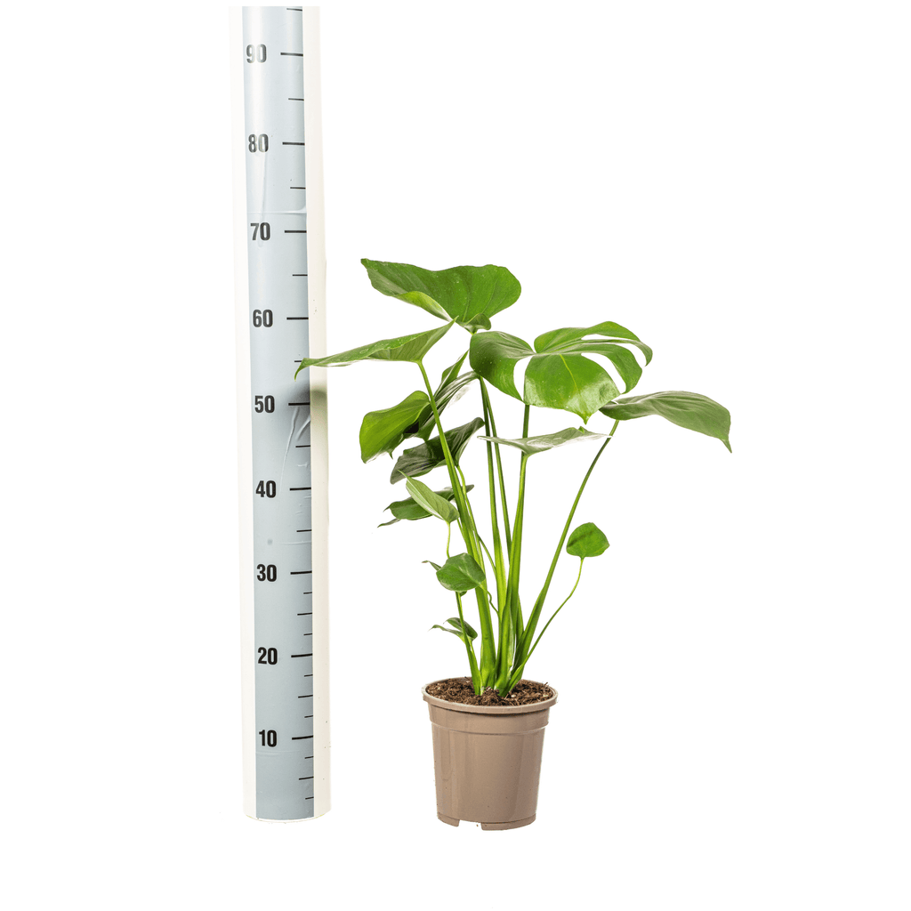 Fensterblatt Monstera Deliciosa Tauerii – Zimmerpflanze – Ø17cm – 50-70cm hoch – üppige, grüne Kletterpflanze – Plant
