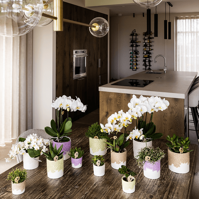 Ziertopf Bloom Lila – Blumentopf Ø12cm – Eleganter Übertopf mit Blütenstruktur – Design Pflanztopf in Violett für Zimmerpflanzen Kräuter & Deko – Pot