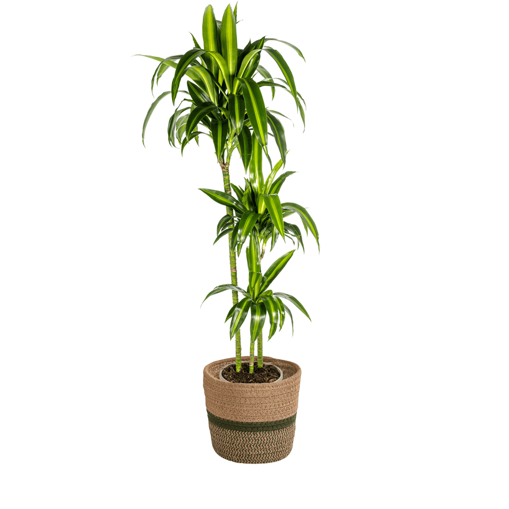 Dracaena Deremensis Hawaiian Sunshine inkl. Naturkorb – Höhe 130-150cm – Ø24cm – Tropische Zimmerpflanze mit zweifarbigem Laub – Plant