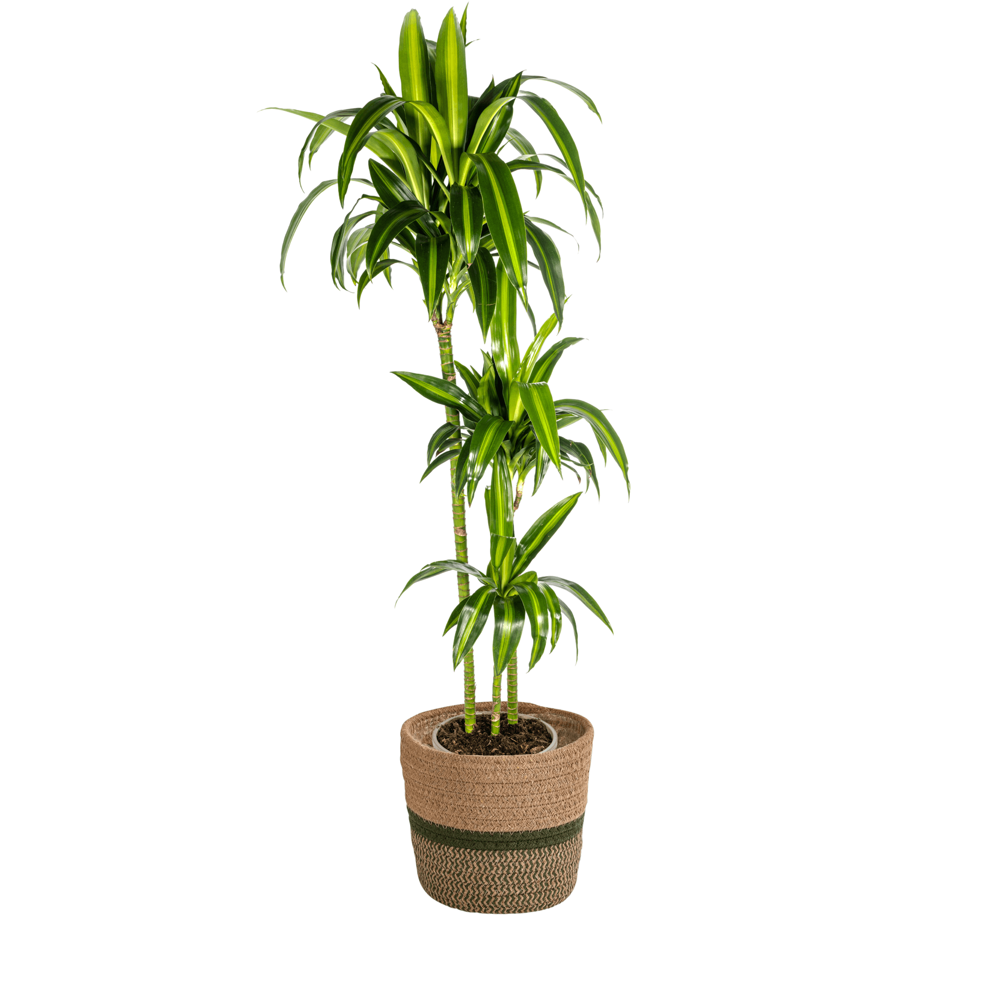 Dracaena Deremensis Hawaiian Sunshine inkl. Naturkorb – Höhe 130-150cm – Ø24cm – Tropische Zimmerpflanze mit zweifarbigem Laub – Plant