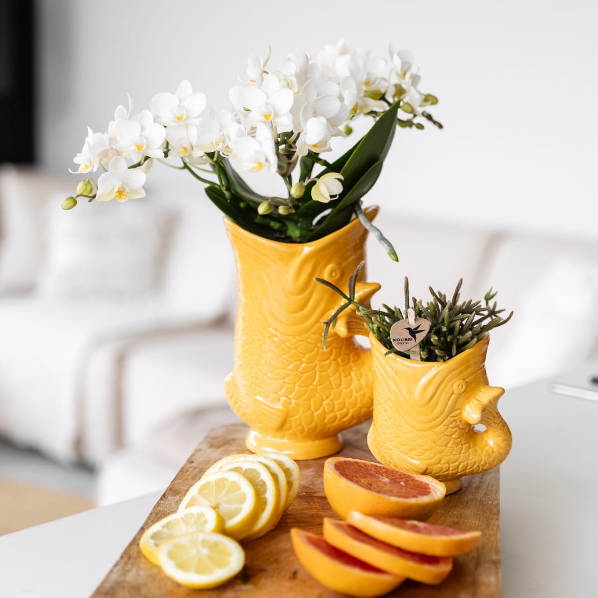 Weiße Orchidee Nazaré – Ø9cm – Zimmerpflanze im sommerlichen Fischtopf Orange – Elegante Blüten für Wohnzimmer & Esstisch – Plant