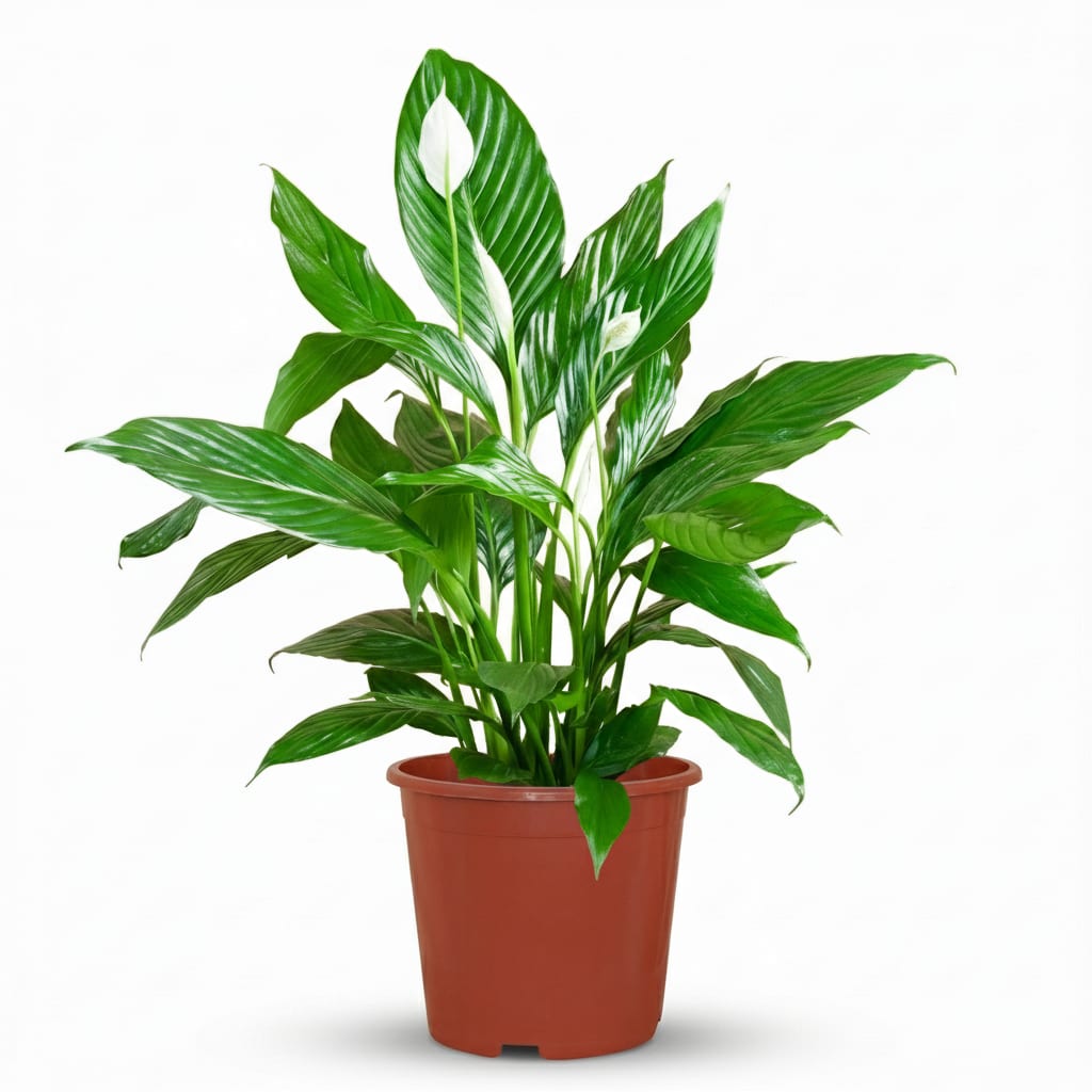 Spathiphyllum Mondblume Zimmerpflanze 70-80cm 19cm Pflegeleichte Grünpflanze mit weißen Blüten für Wohnzimmer Büro & Schlafzimmer – Plant