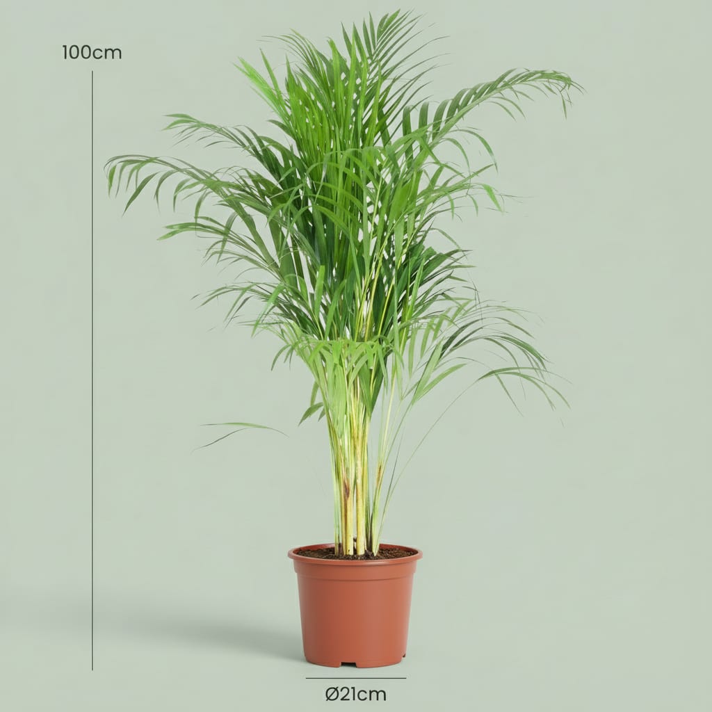 Goldpalme Dypsis Lutescens Areca Zimmerpflanze 90-100cm Ø21cm Pflegeleichte Grünpflanze für Wohnzimmer Büro & Wintergarten – Plant