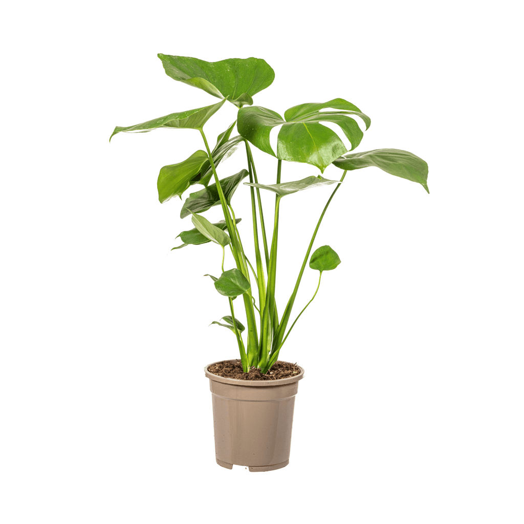 Fensterblatt Monstera Deliciosa Tauerii – Zimmerpflanze – Ø17cm – 50-70cm hoch – üppige, grüne Kletterpflanze – Plant