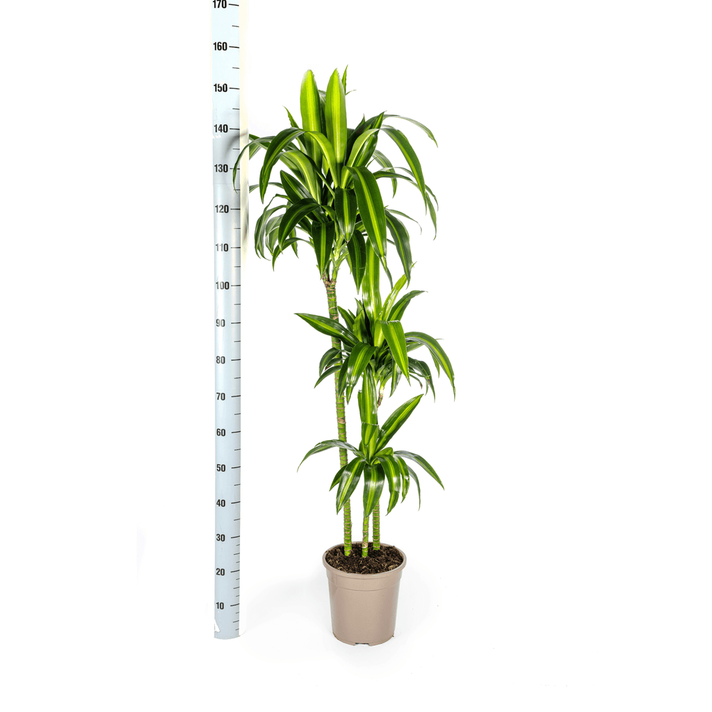 Dracaena Deremensis Hawaiian Sunshine inkl. Naturkorb – Höhe 130-150cm – Ø24cm – Tropische Zimmerpflanze mit zweifarbigem Laub – Plant