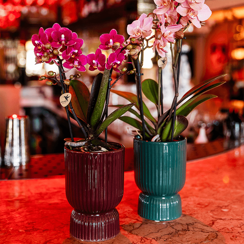 Phalaenopsis Orchidee Chamonix – Ø9cm – Violett/Bordeaux blühende Zimmerpflanze – Kräftige Orchidee mit 2-3 Trieben – Frisch vom Züchter – Plant