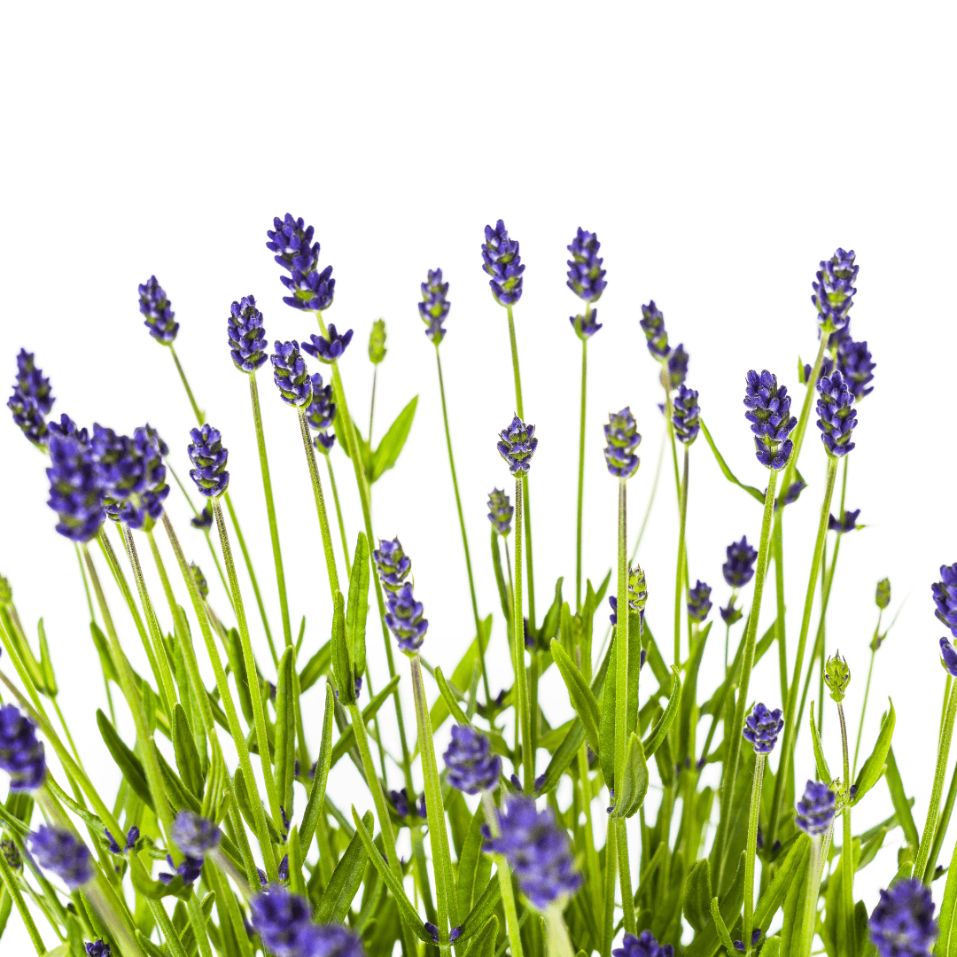 Echter Lavendel Lavandula angustifolia – Ø19cm – Höhe 40–50cm – Duftende Garten- und Balkonpflanze – Bienenfreundlich & Pflegeleicht – Plant