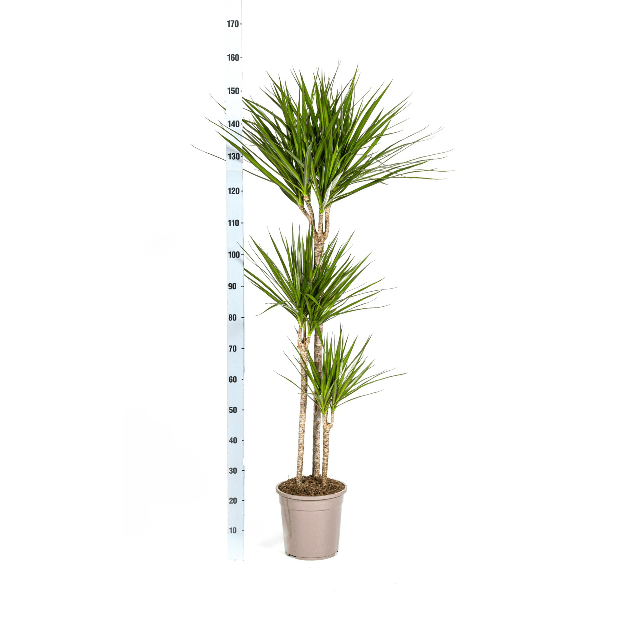 Drachenbaum Dracaena Marginata Green – Zimmerpflanze – Ø24cm – 130-150cm hoch – Schlanke, dunkelgrüne Blätter – Pflegeleicht & modern – Plant