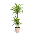Drachenbaum – Dracaena Deremensis White Stripe – Zimmerpflanze – Ø21cm – ↕90-110cm – Pflegeleichte Grünpflanze mit dekorativen Blättern – Plant
