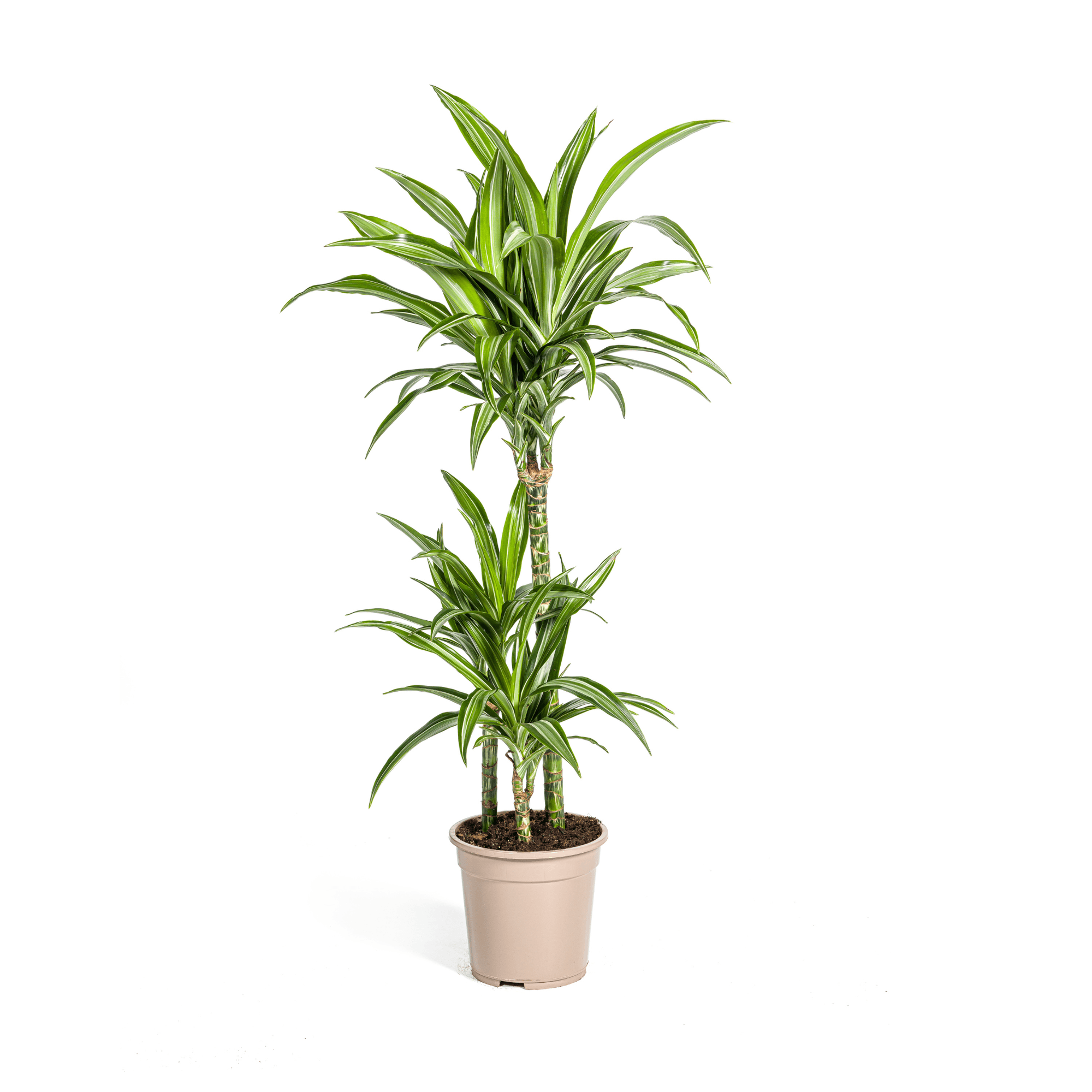 Drachenbaum – Dracaena Deremensis White Stripe – Zimmerpflanze – Ø21cm – ↕90-110cm – Pflegeleichte Grünpflanze mit dekorativen Blättern – Plant