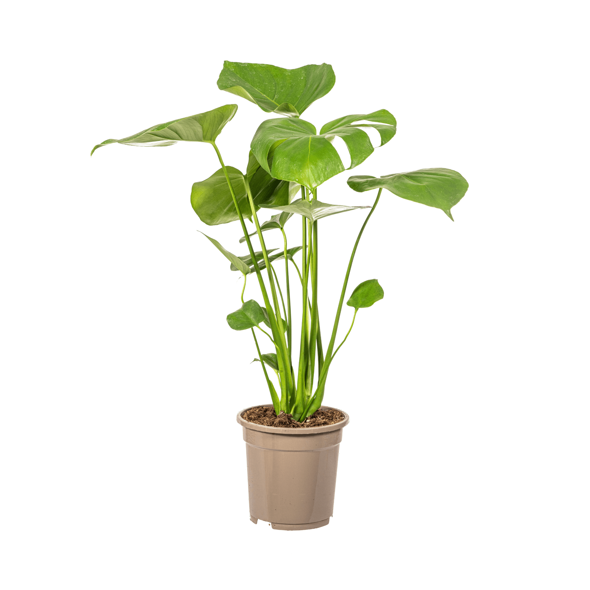 Fensterblatt Monstera Deliciosa Tauerii – Zimmerpflanze – Ø17cm – 50-70cm hoch – üppige, grüne Kletterpflanze – Plant