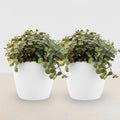 Calissia Repens Zimmerpflanze 2er Set mit weißem Topf Ø12cm Höhe 17-20cm Haustierfreundliche Grünpflanze pflegeleicht für Wohnzimmer Büro Schlafzimmer