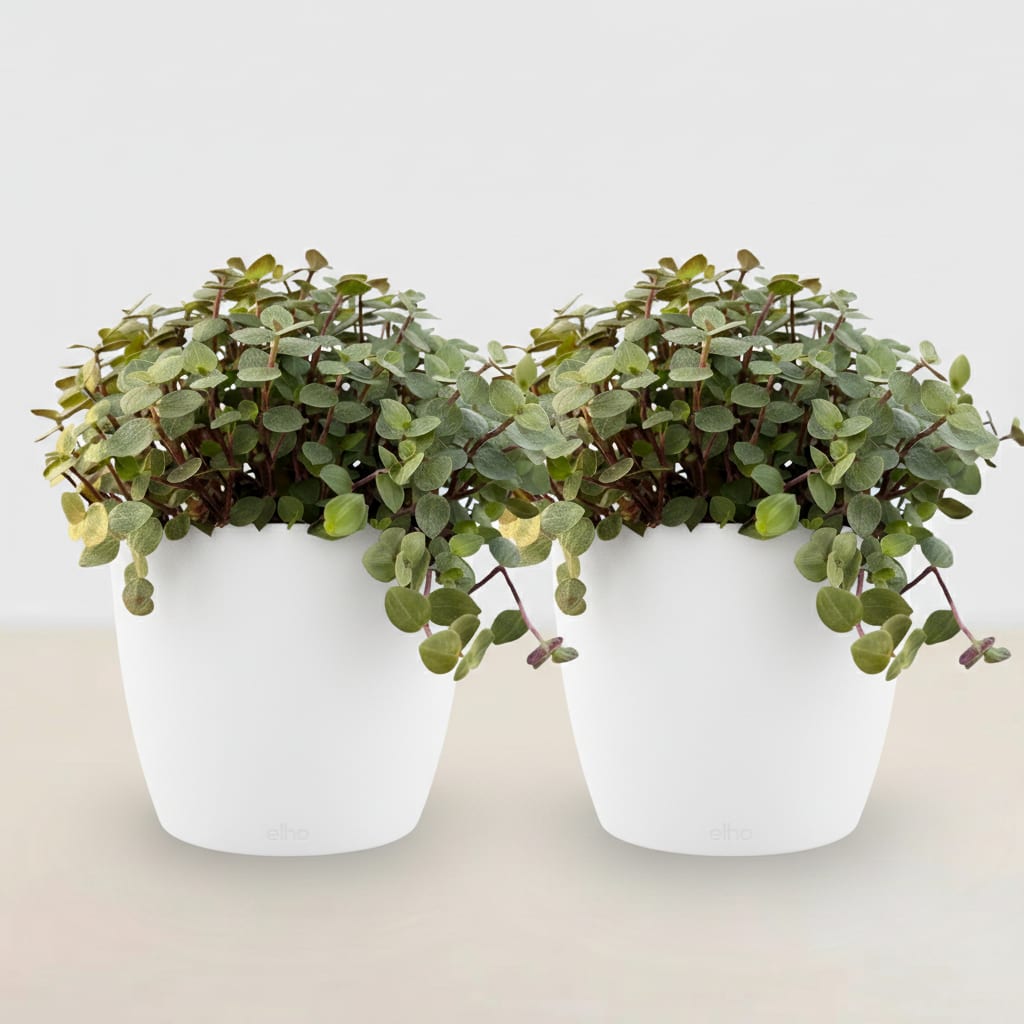Calissia Repens Zimmerpflanze 2er Set mit weißem Topf Ø12cm Höhe 17-20cm Haustierfreundliche Grünpflanze pflegeleicht für Wohnzimmer Büro Schlafzimmer
