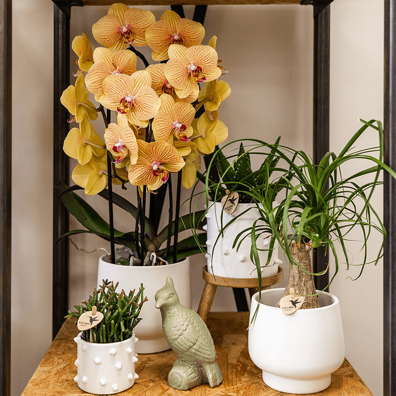 Phalaenopsis Orchidee Sunny Bunny – Ø12cm – Gelb – Rosa blühende Zimmerpflanze – Niagara Fall Kollektion – Blühende Orchidee frisch vom Züchter – Plant
