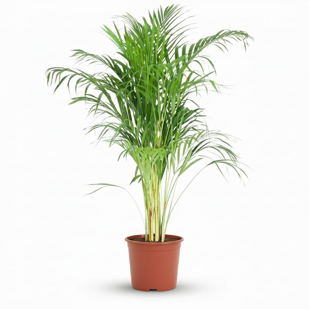 Goldpalme Dypsis Lutescens Areca Zimmerpflanze 90-100cm Ø21cm Pflegeleichte Grünpflanze für Wohnzimmer Büro & Wintergarten – Plant