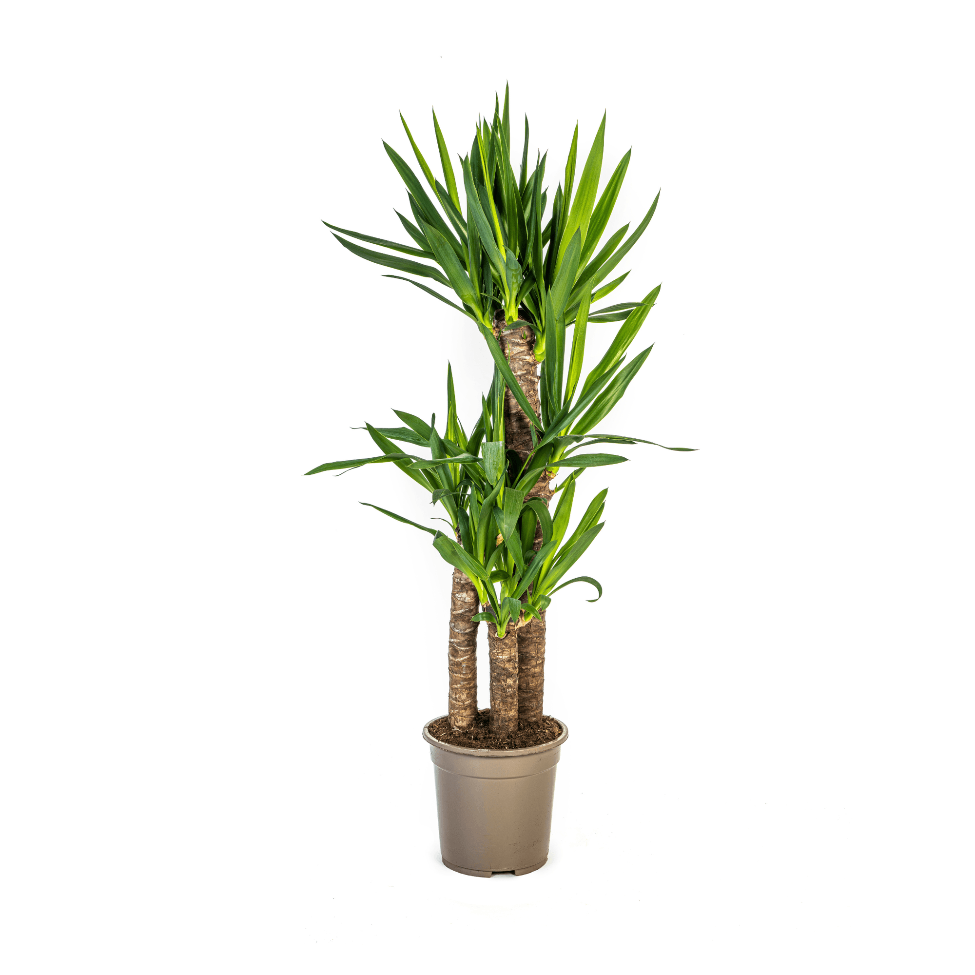 Yucca Elephantipes – Riesen-Palmlilie – Zimmerpflanze – Ø21cm – Höhe 90–110cm – Robuste Grünpflanze – Pflegeleicht & dekorativ – Plant