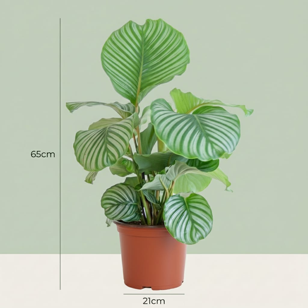 Korbmarante Calathea orbifolia – Ø21cm – 60-70cm hoch – Elegante Zimmerpflanze mit silbrig – grünen Blättern – Pflegeleicht & luftreinigend – Plant