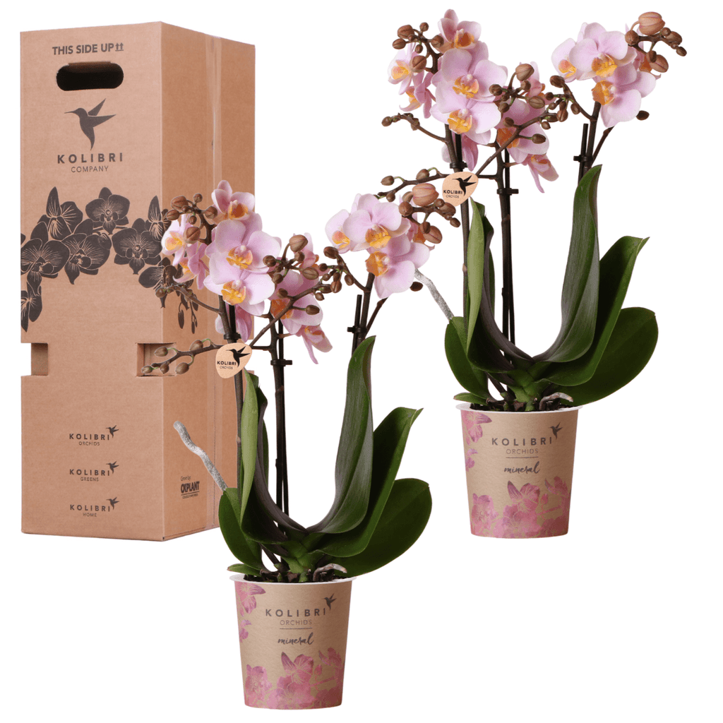 Orchideen Überraschungsbox – 2 Orchideen – 9cm – Frisch vom Züchter – Perfektes Geschenk & Pflanzen – Überraschung – Plant