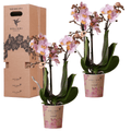 Orchideen Überraschungsbox – 2 Orchideen – 9cm – Frisch vom Züchter – Perfektes Geschenk & Pflanzen – Überraschung – Plant