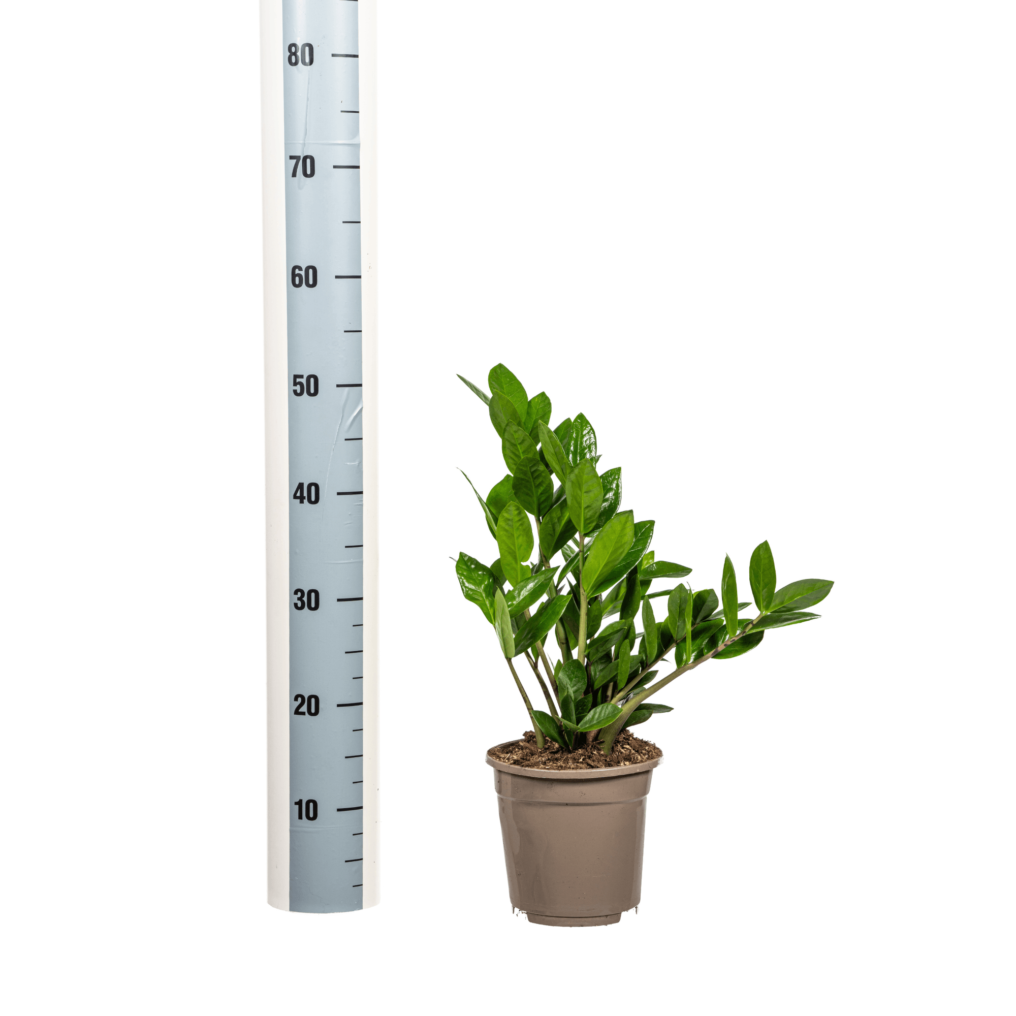 Glücksfeder – Zamioculcas Zamiifolia – Zimmerpflanze – Ø17cm – ↕40-50cm – Pflegeleicht & robust – Ideal für Büro & Wohnzimmer – Plant