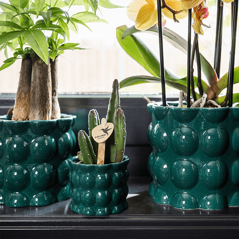 Übertopf Cotton Shine grün Ø12cm – Blumentopf mit Blasenrelief – hochglänzender Retro-Übertopf im 70er-Design – Pflanzenübertopf für Zimmerpflanzen, Sukkulenten & Kakteen – Pot