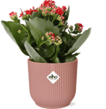Flammendes Käthchen – Kalanchoe Rosalina Don Justino Rot – Zimmerpflanze mit roten, gefüllten Blüten – Inklusive Vibes Fold Topf Rosa 14cm – Plant