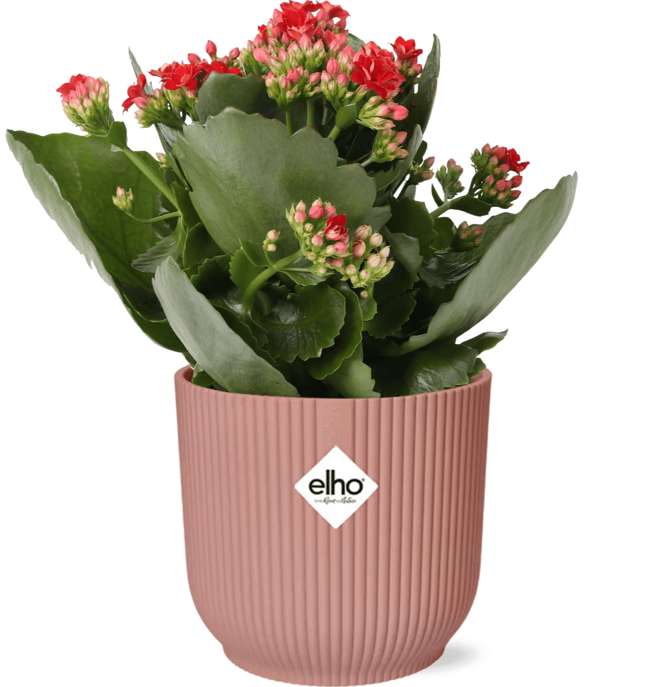 Flammendes Käthchen – Kalanchoe Rosalina Don Justino Rot – Zimmerpflanze mit roten, gefüllten Blüten – Inklusive Vibes Fold Topf Rosa 14cm – Plant