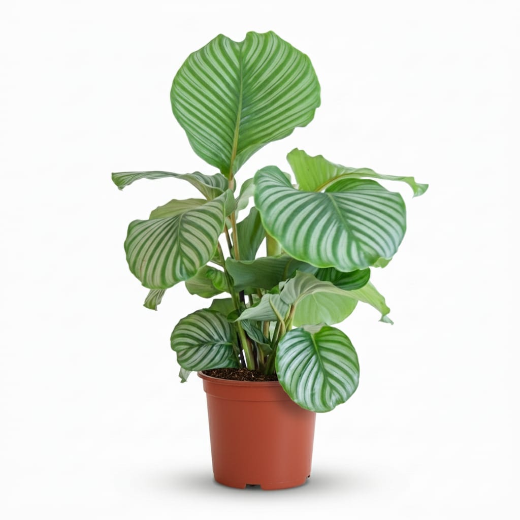 Korbmarante Calathea orbifolia – Ø21cm – 60-70cm hoch – Elegante Zimmerpflanze mit silbrig – grünen Blättern – Pflegeleicht & luftreinigend – Plant