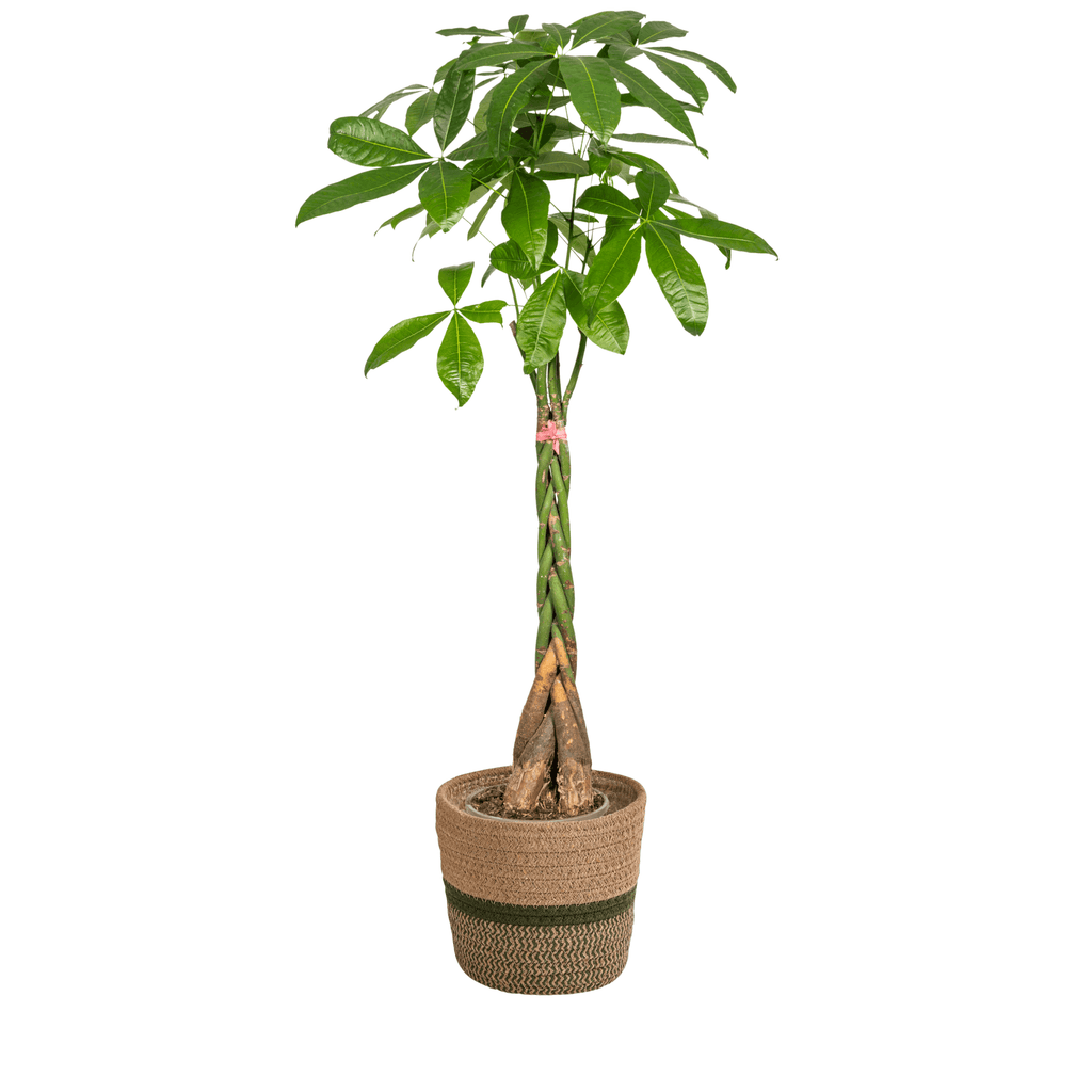 Pachira Aquatica inkl. Naturkorb – Höhe 120-140cm – Ø24cm – Geflochtener Geldbaum – Pflegeleichte luftreinigende Zimmerpflanze für Wohnzimmer & Büro – Plant