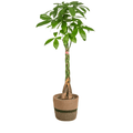 Pachira Aquatica inkl. Naturkorb – Höhe 120-140cm – Ø24cm – Geflochtener Geldbaum – Pflegeleichte luftreinigende Zimmerpflanze für Wohnzimmer & Büro – Plant