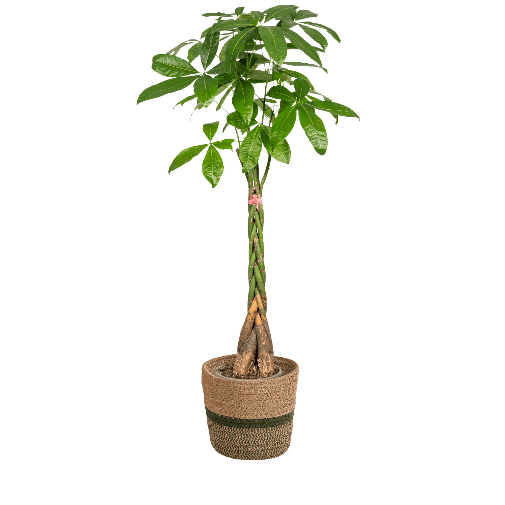 Pachira Aquatica inkl. Naturkorb – Höhe 120-140cm – Ø24cm – Geflochtener Geldbaum – Pflegeleichte luftreinigende Zimmerpflanze für Wohnzimmer & Büro – Plant