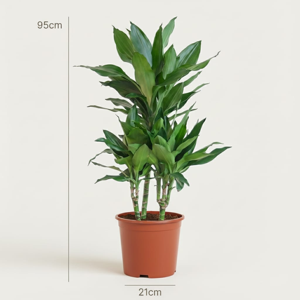 Drachenbaum Janet Craig Dracaena Zimmerpflanze 90-100cm Ø21cm Pflegeleichte Grünpflanze für Wohnzimmer Büro & Innenräume – Plant