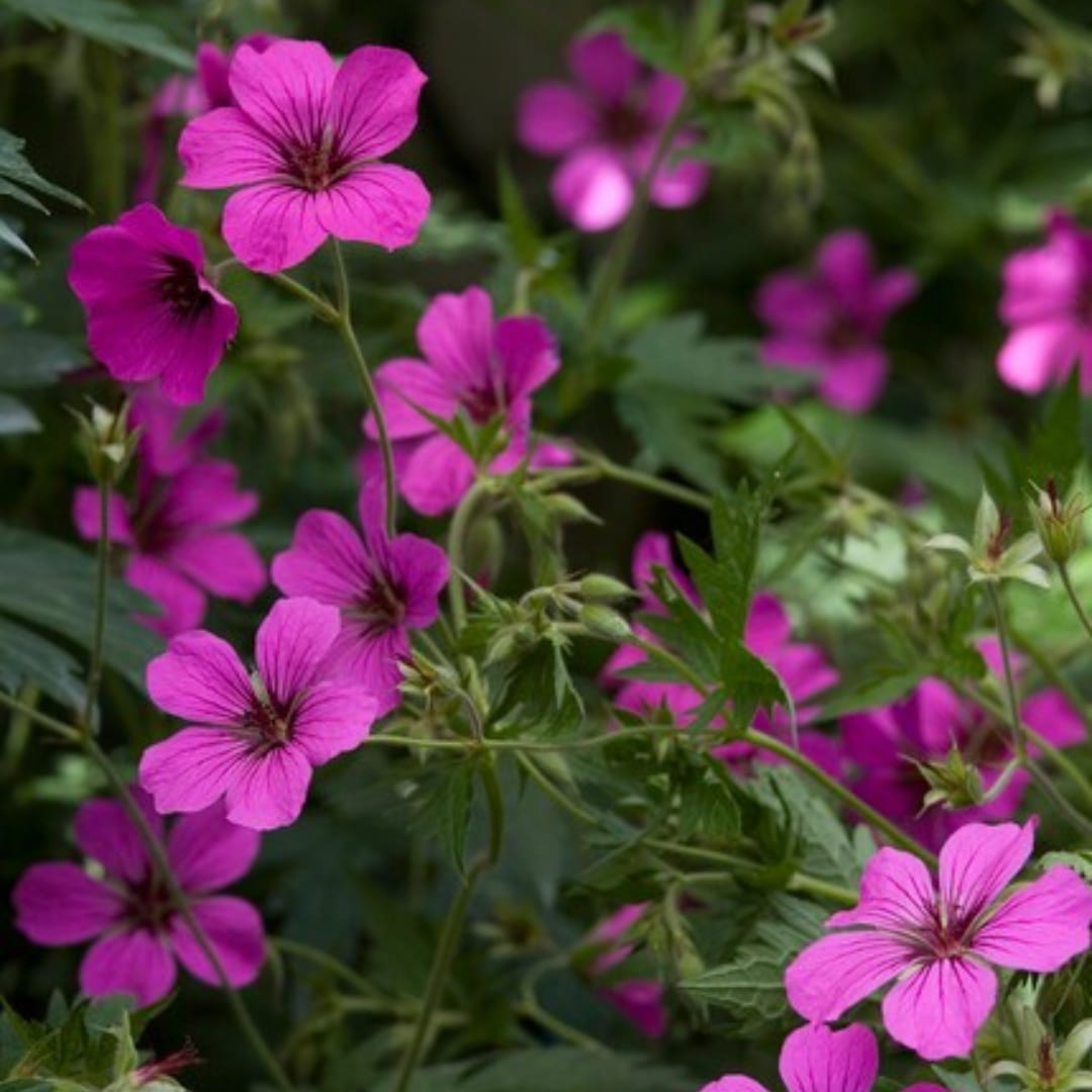 Geranium sanguineum Max Frei Ø9cm Höhe 10-25cm – Karminrote Blütenstaude für sonnige Beete & Steingarten – Winterhart pflegeleicht