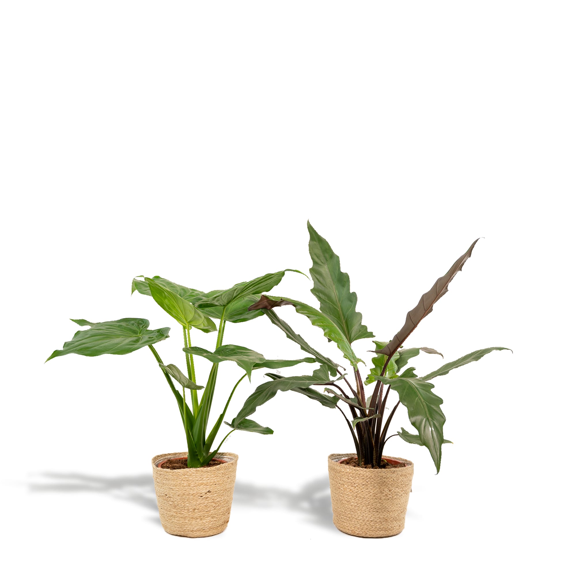 Alocasia Zimmerpflanzen – Set – Pfeilblatt Cucullata Ø19cm ↕60cm & Lauterbachiana Ø19cm ↕75cm inkl. Naturkorb – Tropische Elefantenohr Pflanzen – Plant