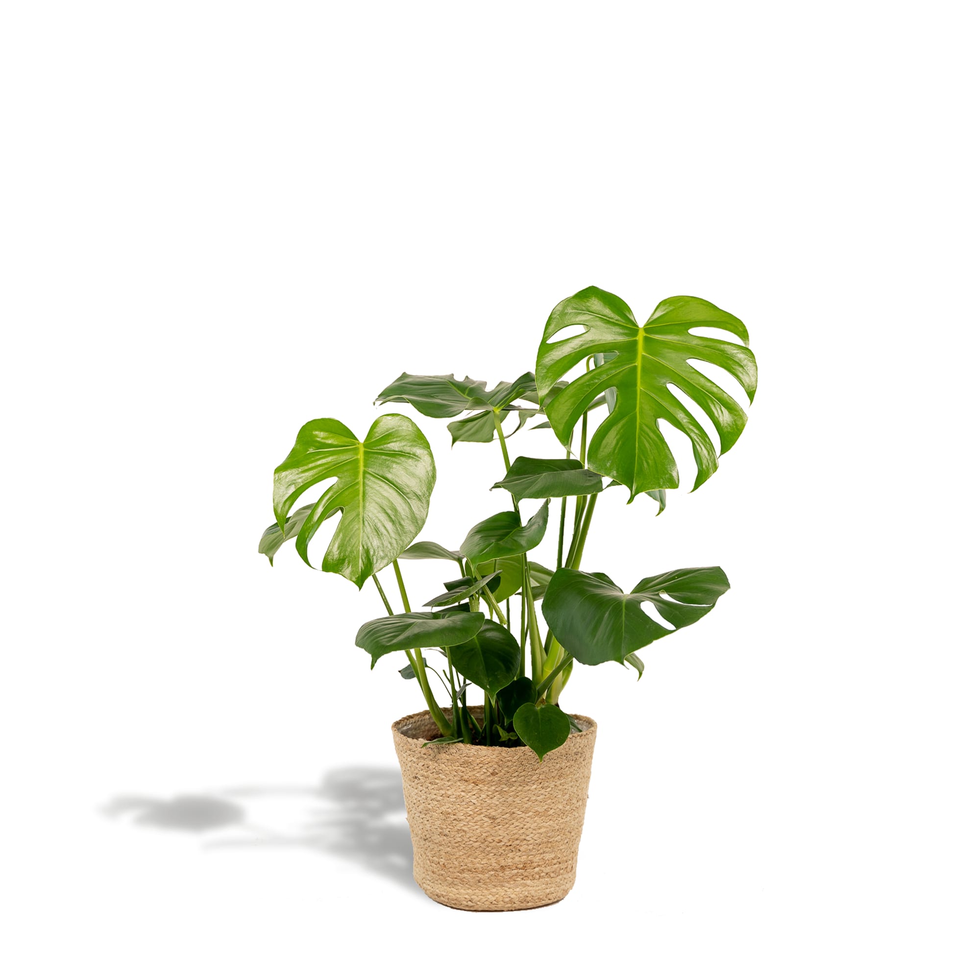 Monstera Deliciosa – ↕80cm – Ø21cm inkl. Naturkorb – Zimmerpflanze mit großen Fensterblättern – Luftreinigende Tropenpflanze im Naturkorb – Plant