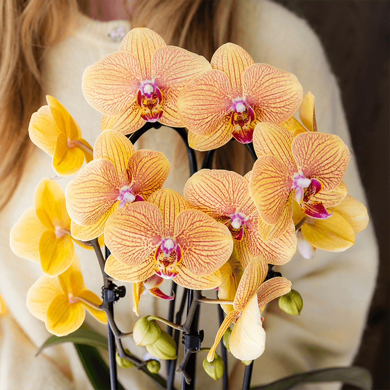 Phalaenopsis Orchidee Sunny Bunny – Ø12cm – Gelb – Rosa blühende Zimmerpflanze – Niagara Fall Kollektion – Blühende Orchidee frisch vom Züchter – Plant