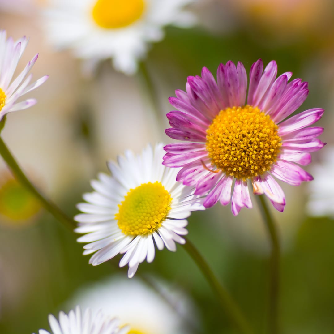 Gänseblümchen Erigeron karvinskianus – 10-25cm – Ø9cm – Langblühende Bodendecker Staude – Blühpflanze für Beet, Mauer & Balkon