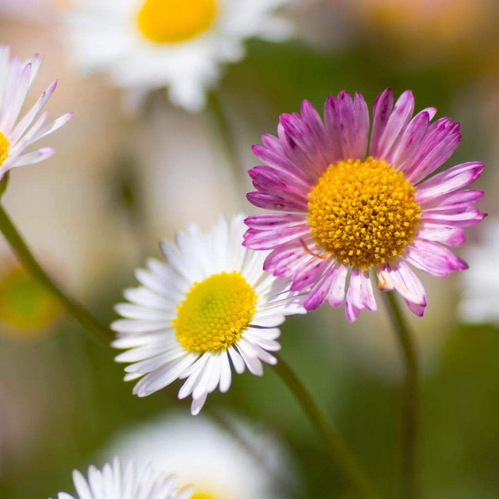 Gänseblümchen Erigeron karvinskianus – 10-25cm – Ø9cm – Langblühende Bodendecker Staude – Blühpflanze für Beet, Mauer & Balkon