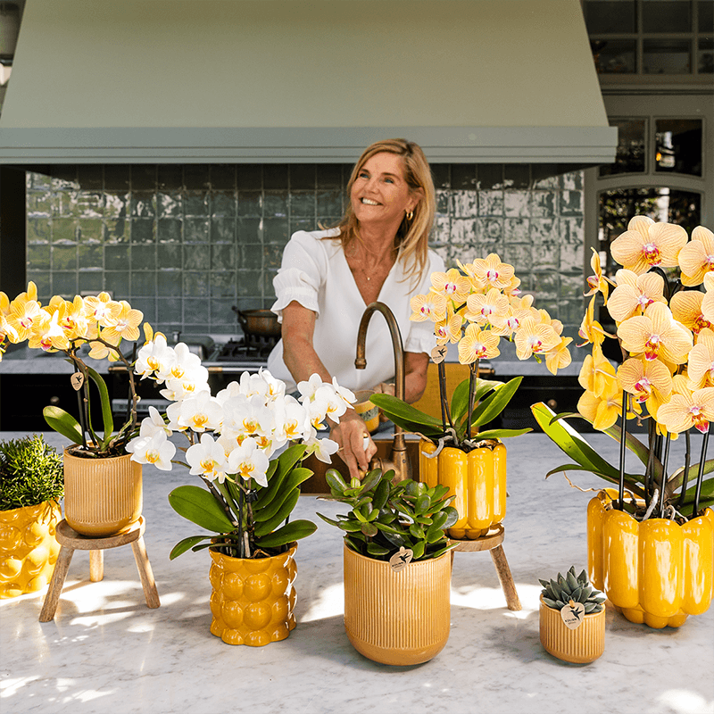 Orchidee gelb/rosa Sunny Bunny im Retro Übertopf ocker Ø12cm – blühende Zimmerpflanze frisch vom Züchter – warmer 70er – Look Ziertopf