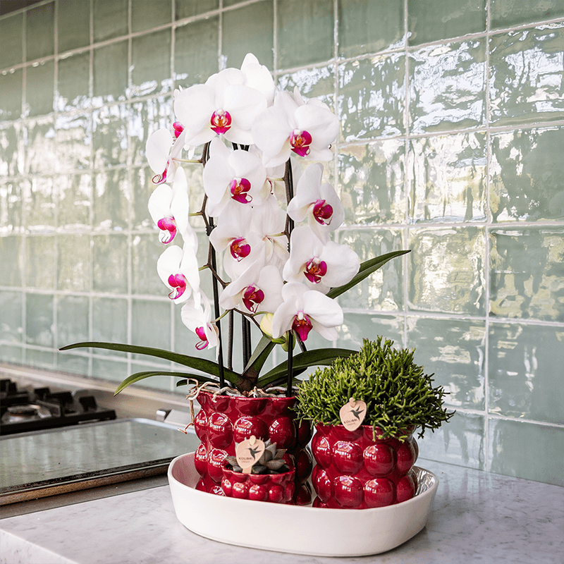 Übertopf Cotton Shine rot Ø6cm – Mini Blumentopf mit Reliefmuster – hochglänzender Retro – Übertopf im 70er – Design – Zimmerpflanzen – Pot