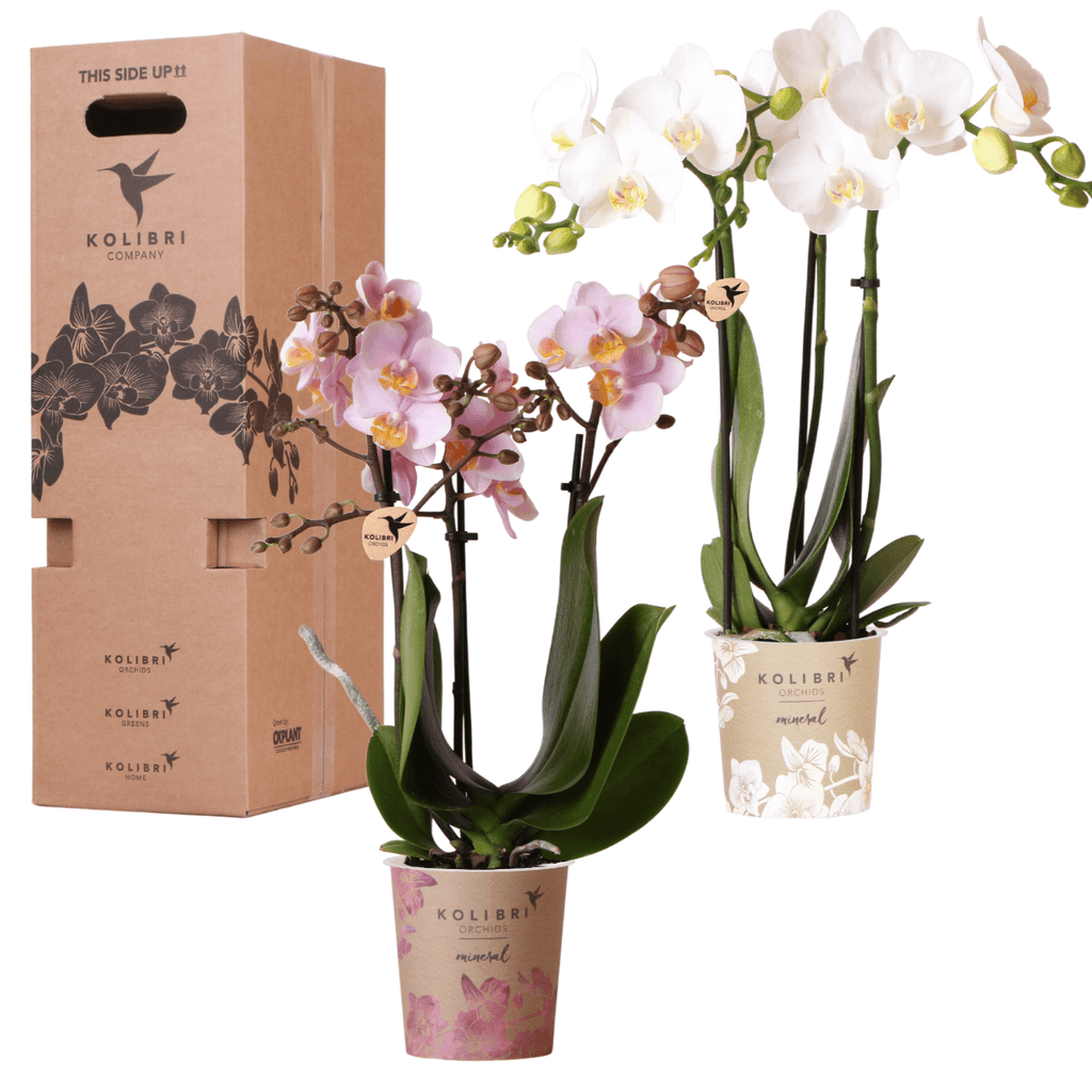 Orchideen Überraschungsbox – 2 Orchideen – 9cm – Pflanzen – Vorteilsbox – frische Lieferung direkt vom Züchter – Plant