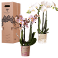 Orchideen Überraschungsbox – 2 Orchideen – 9cm – Pflanzen – Vorteilsbox – frische Lieferung direkt vom Züchter – Plant