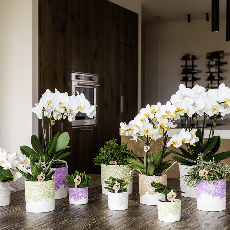 Ziertopf Bloom Green – Dekorativer Blumentopf Ø12cm – Übertopf mit Blütenstruktur – Design Pflanztopf in Grün für Zimmerpflanzen Kräuter & Deko – Pot