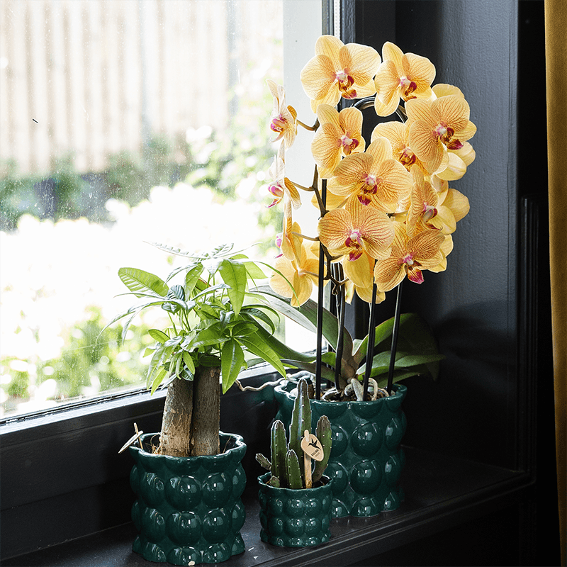 Übertopf Cotton Shine grün Ø12cm – Blumentopf mit Blasenrelief – hochglänzender Retro-Übertopf im 70er-Design – Pflanzenübertopf für Zimmerpflanzen, Sukkulenten & Kakteen – Pot