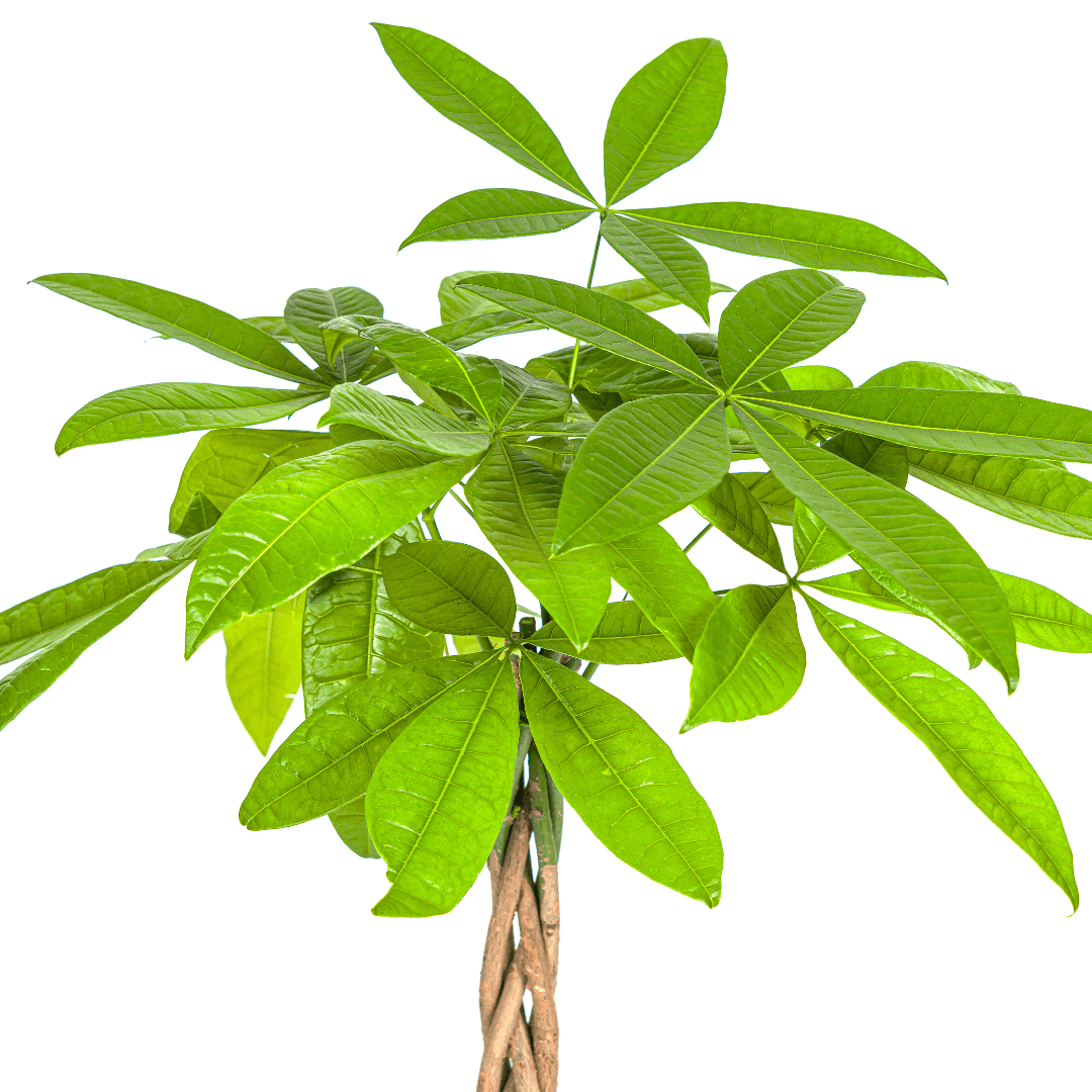 Glückskastanie Pachira Aquatica – Zimmerpflanze – Ø19cm – 70-90cm hoch – Geflochtener Stamm – Exotisch & pflegeleicht – Plant