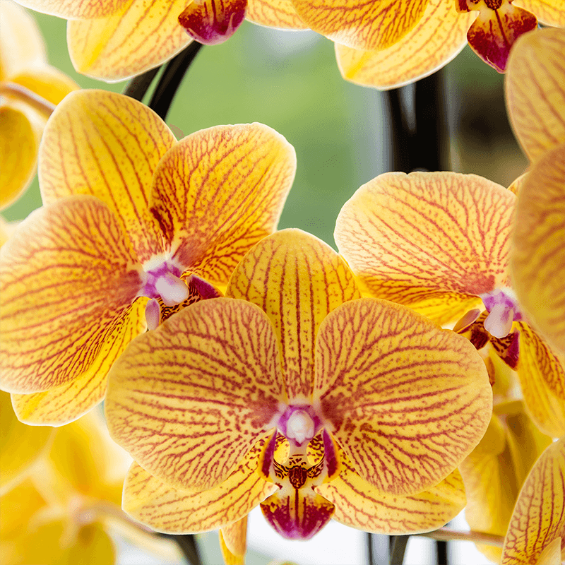 Phalaenopsis Orchidee Sunny Bunny – Ø12cm – Gelb – Rosa blühende Zimmerpflanze – Niagara Fall Kollektion – Blühende Orchidee frisch vom Züchter – Plant