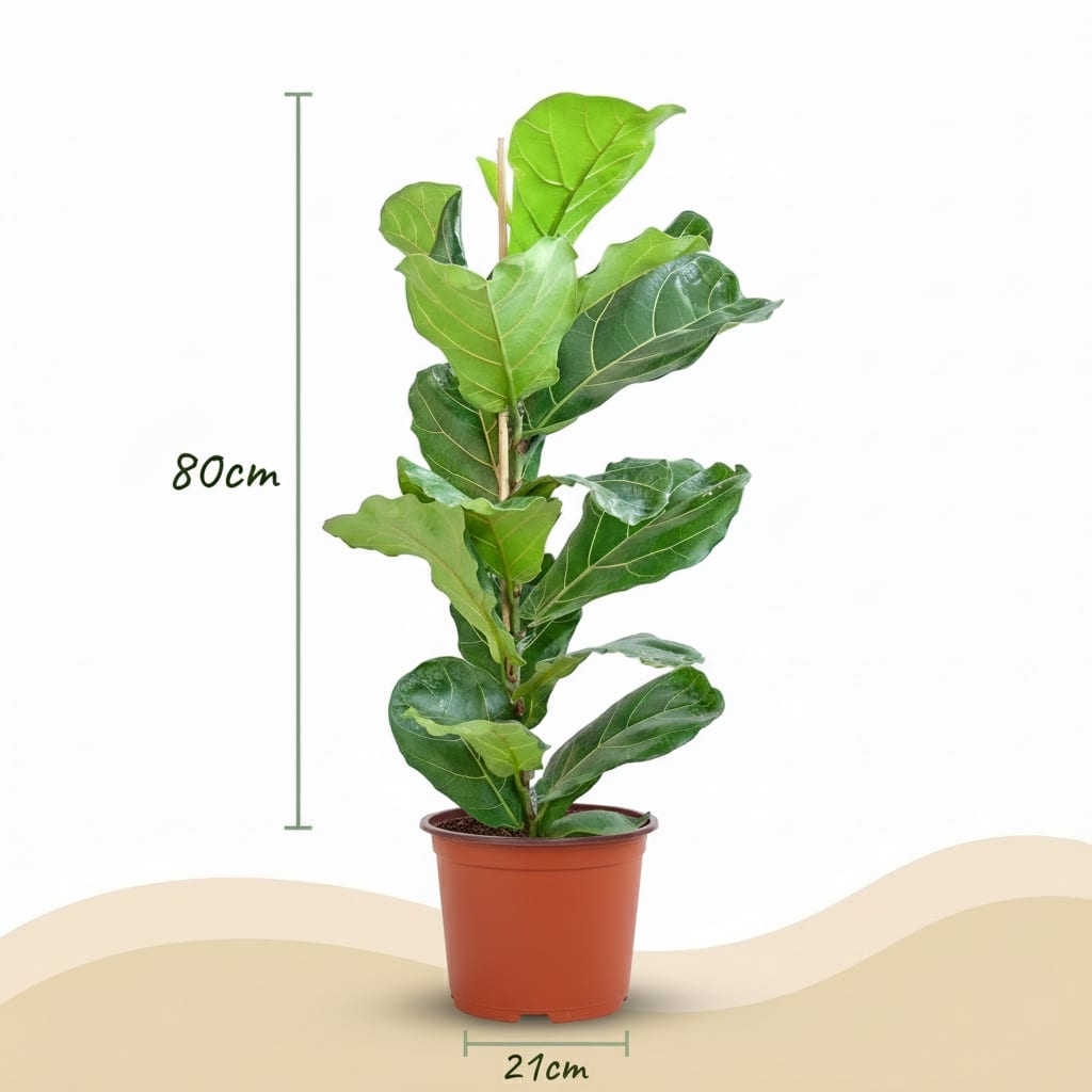 Ficus Lyrata Geigenfeige Zimmerpflanze 75-85cm 21cm Pflegeleichte Grünpflanze für Wohnzimmer Büro & Innenräume – Plant