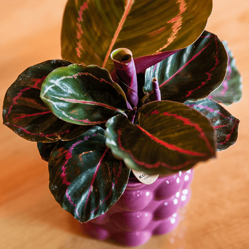 Übertopf Cotton Shine lila Ø9cm – Blumentopf mit Blasenrelief – hochglänzender Retro – Übertopf im 70er – Design – Pot